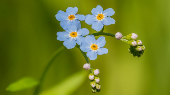 Обои картинки фото цветы, незабудки, ветка, голубые