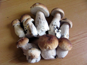 Картинка еда грибы +грибные+блюда боровики