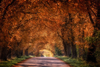 Картинка природа дороги дорога осень аллея деревья