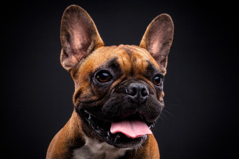 Картинка животные собаки собака бульдог язык