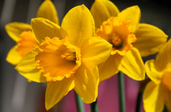 обоя цветы, нарциссы, желтые
