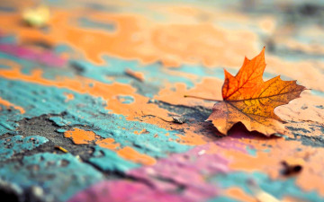 Картинка природа листья лист желтый осень клен поверхность