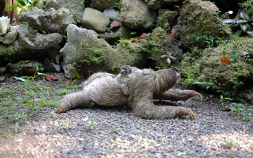 Картинка животные ленивцы ленивец детеныш камни мох