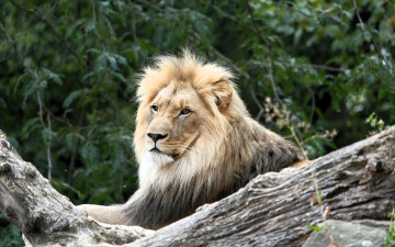 обоя животные, львы, лев, деревья, бревно