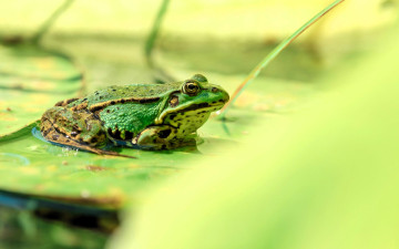 обоя животные, лягушки, лягушка, листья