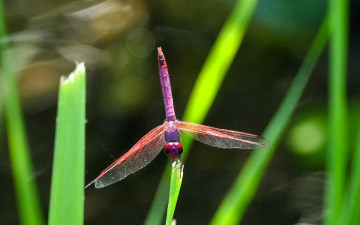 Картинка животные стрекозы стрекоза листья
