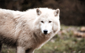 обоя животные, волки,  койоты,  шакалы, волк, белый