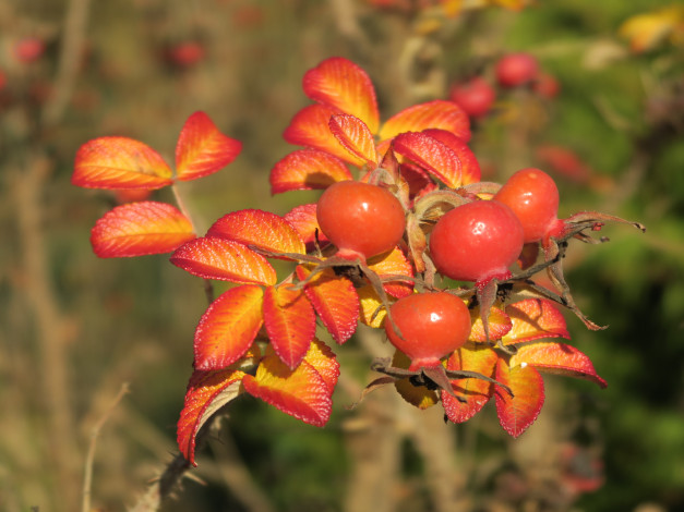 Обои картинки фото природа, ягоды, шиповник