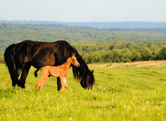 Обои картинки фото животные, лошади, лошадь, жеребенок, луг, трава, лес