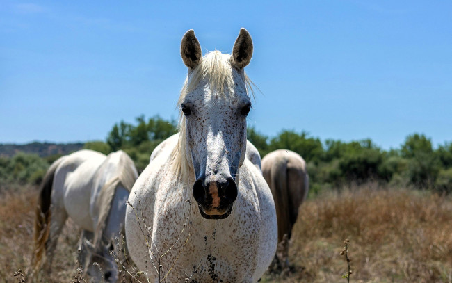 Обои картинки фото животные, лошади, пастбище, деревья