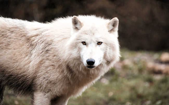 Обои картинки фото животные, волки,  койоты,  шакалы, волк, белый