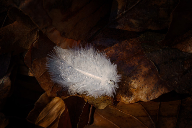 Обои картинки фото разное, перья, перо