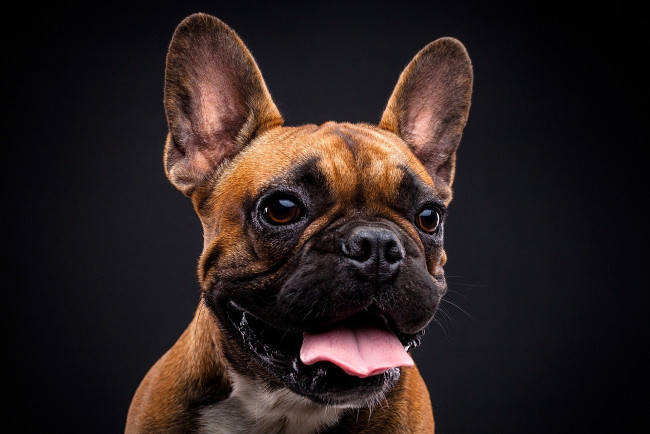 Обои картинки фото животные, собаки, собака, бульдог, язык