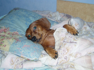 Картинка еще рано животные собаки