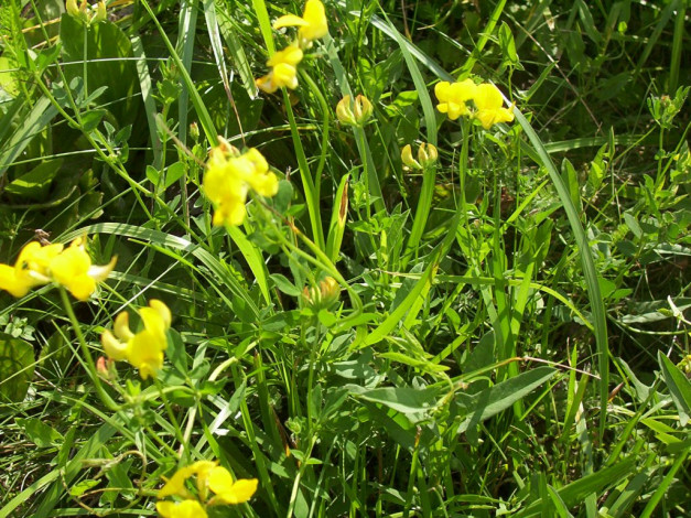 Обои картинки фото cz, brno, цветы, луговые, полевые