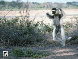 Картинка животные лемуры