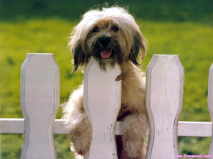 Картинка животные собаки