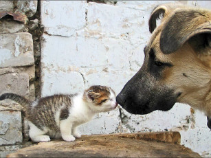 Картинка большой брат авт fotolady животные разные вместе