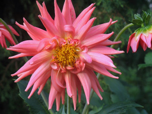 Картинка цветы георгины