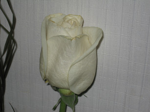 Картинка цветы розы