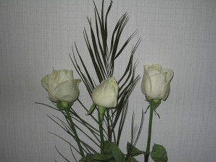 Картинка цветы розы