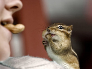 Картинка да не так за правую щеку авт дима шатров животные бурундуки