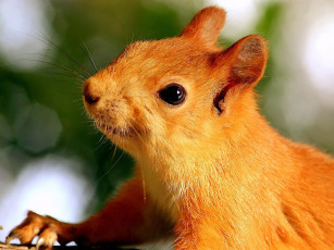 обоя да, снимай, же, скорей, шея, затекает, авт, romashkina, животные, белки