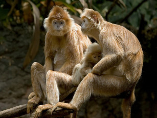 Картинка кому сейчас легко авт emin животные обезьяны