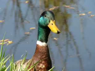 Картинка животные утки