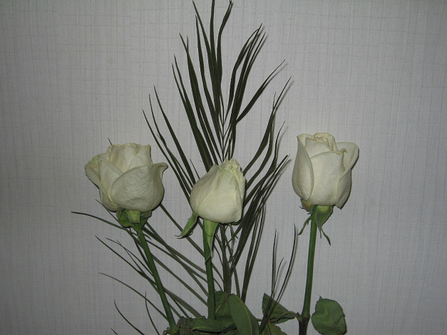 Обои картинки фото цветы, розы