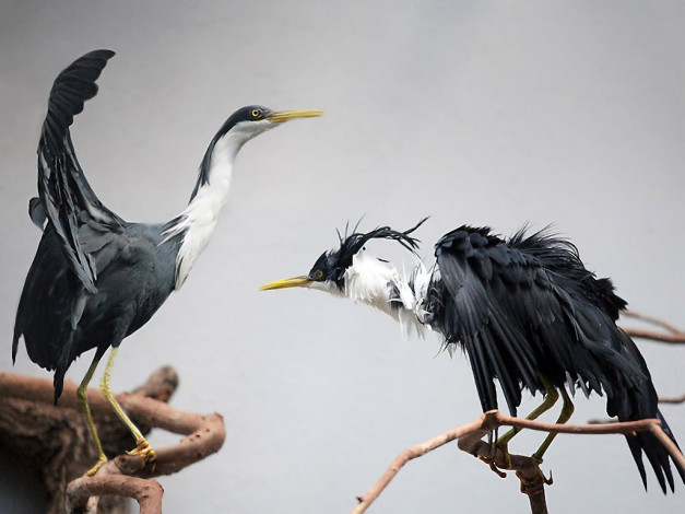Обои картинки фото ну, чьем, гнезде, ночевал, by, jockey, животные, цапли