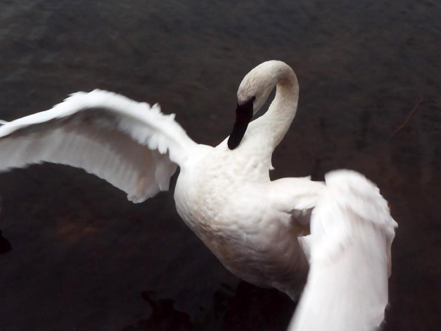 Обои картинки фото животные, лебеди