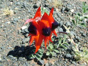 Картинка цветы