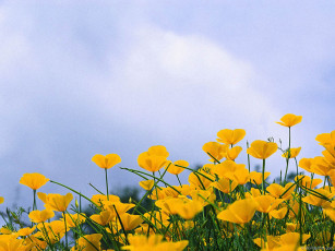 Картинка цветы эшшольция