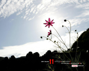 Картинка календари цветы