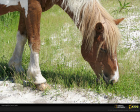 Картинка животные лошади