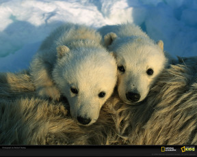 Картинка животные медведи