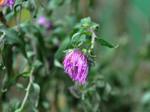 Картинка цветы хризантемы