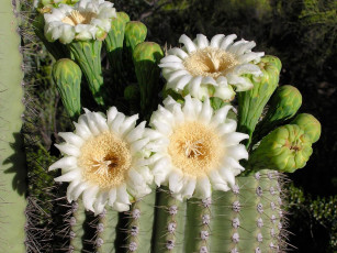 Картинка цветы кактусы