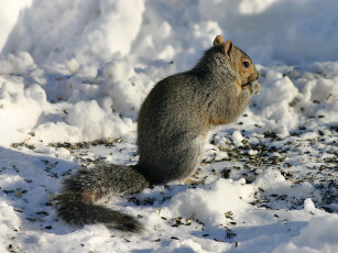 Картинка животные белки