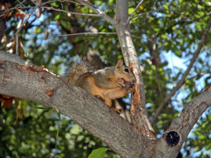 Картинка животные белки