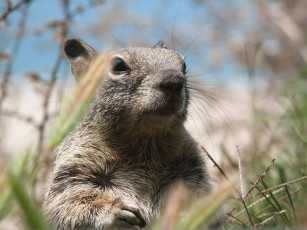 Картинка животные белки