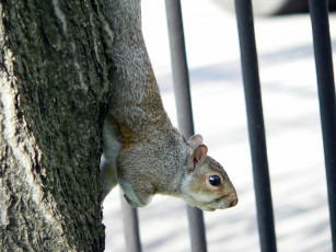 Картинка животные белки