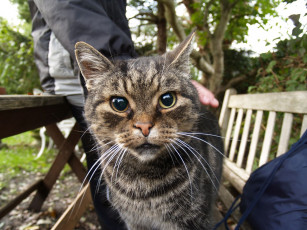 Картинка животные коты