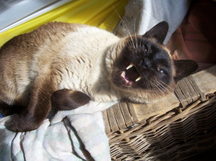 Картинка животные коты