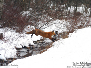 Картинка животные лисы