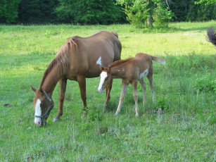 Картинка животные лошади