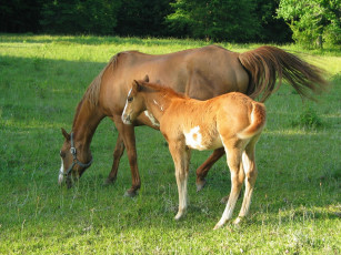 Картинка животные лошади