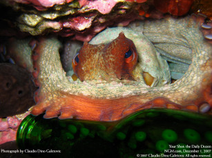 Картинка животные морская фауна