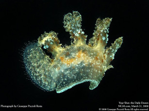 Картинка животные морская фауна